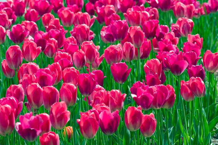 Tulpe 'Lady van Eijk'